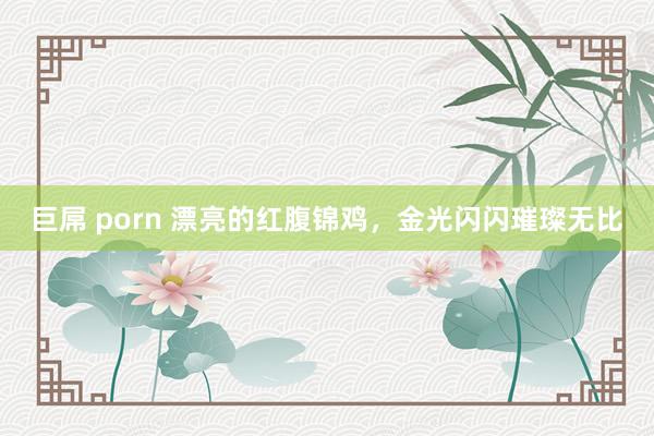 巨屌 porn 漂亮的红腹锦鸡，金光闪闪璀璨无比