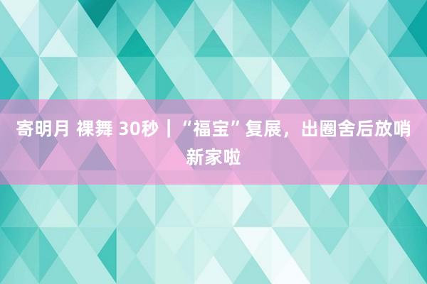 寄明月 裸舞 30秒｜“福宝”复展，出圈舍后放哨新家啦