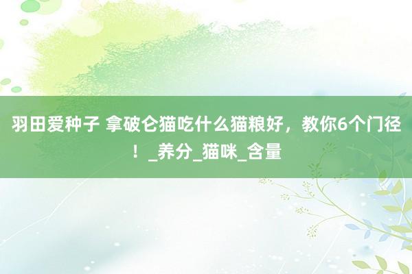 羽田爱种子 拿破仑猫吃什么猫粮好，教你6个门径！_养分_猫咪_含量